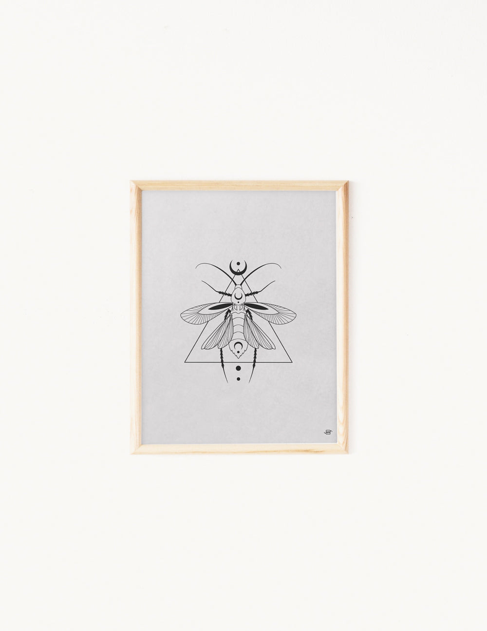 Blattodea